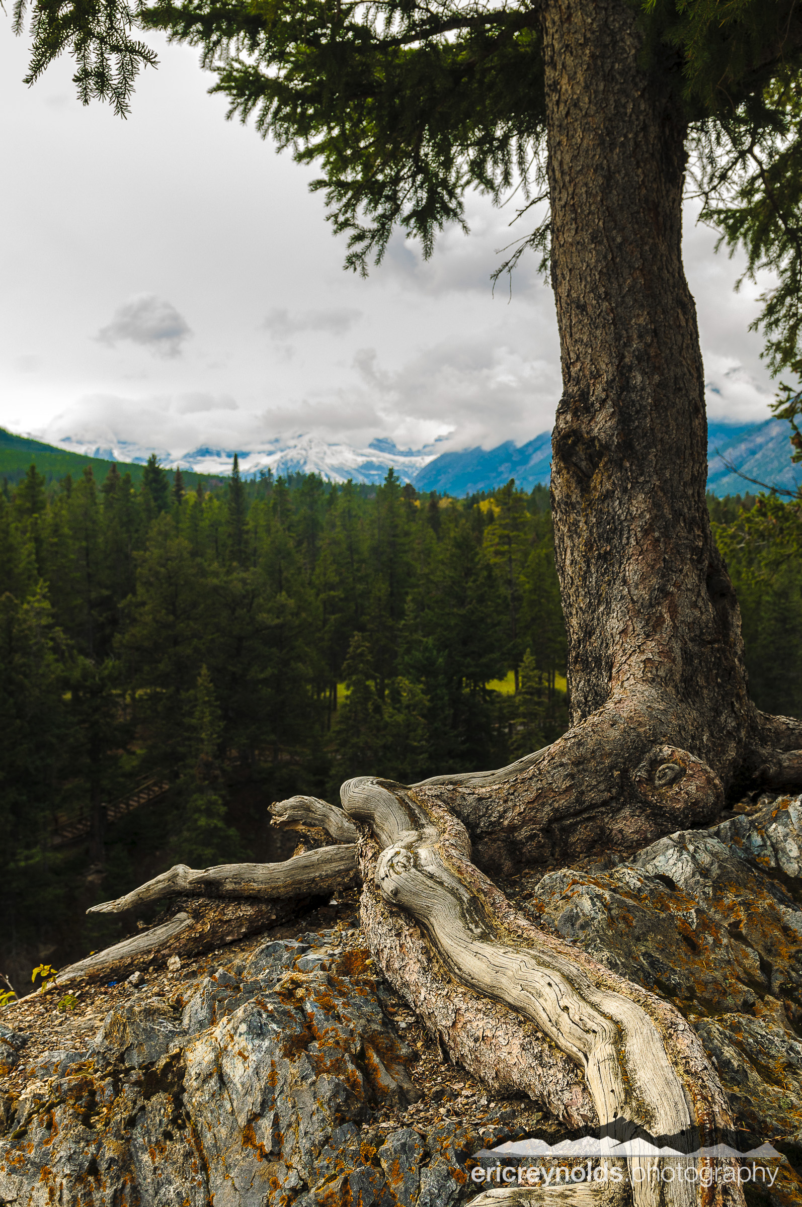 Detail of Tree and Mountains by Eric Reynolds - Landscape Photographer