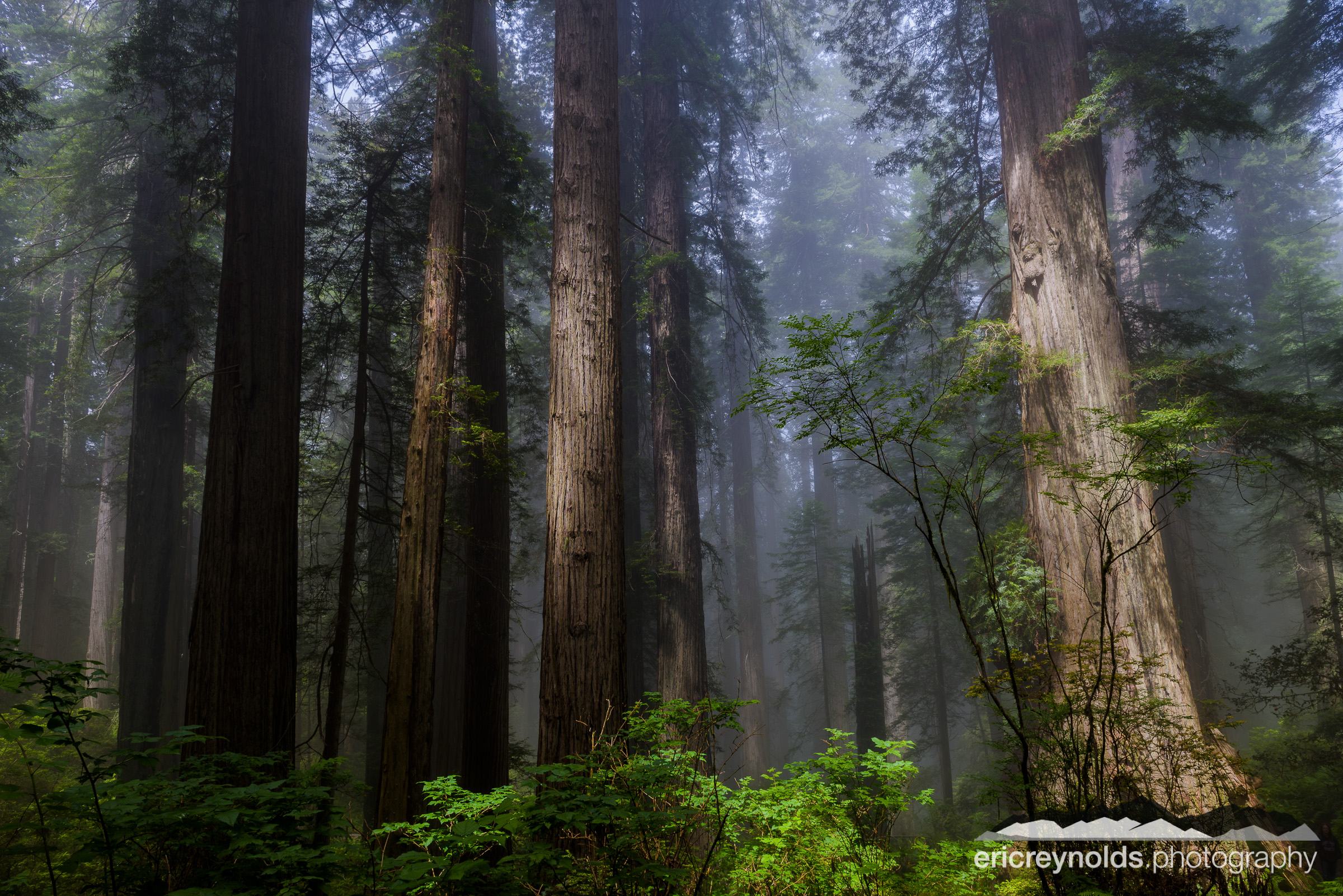 Giants of the Redwoods by Eric Reynolds - Landscape Photographer