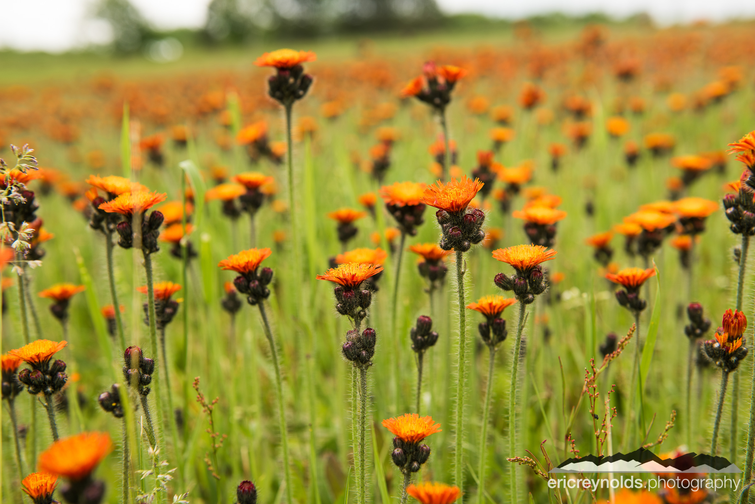 A Field of Orange Wildflowers by Eric Reynolds - Landscape Photographer