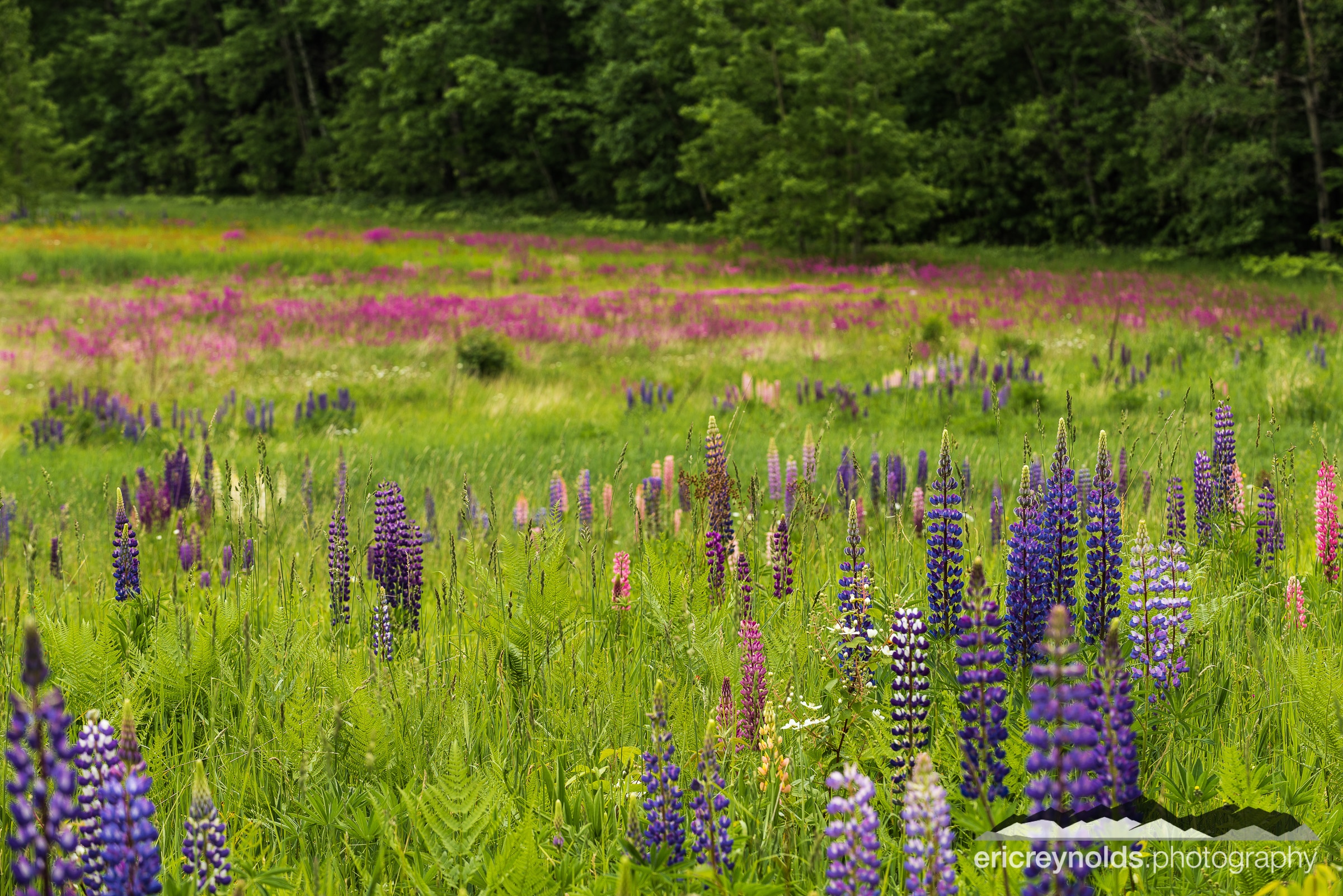 A Field of Wildflowers by Eric Reynolds - Landscape Photographer