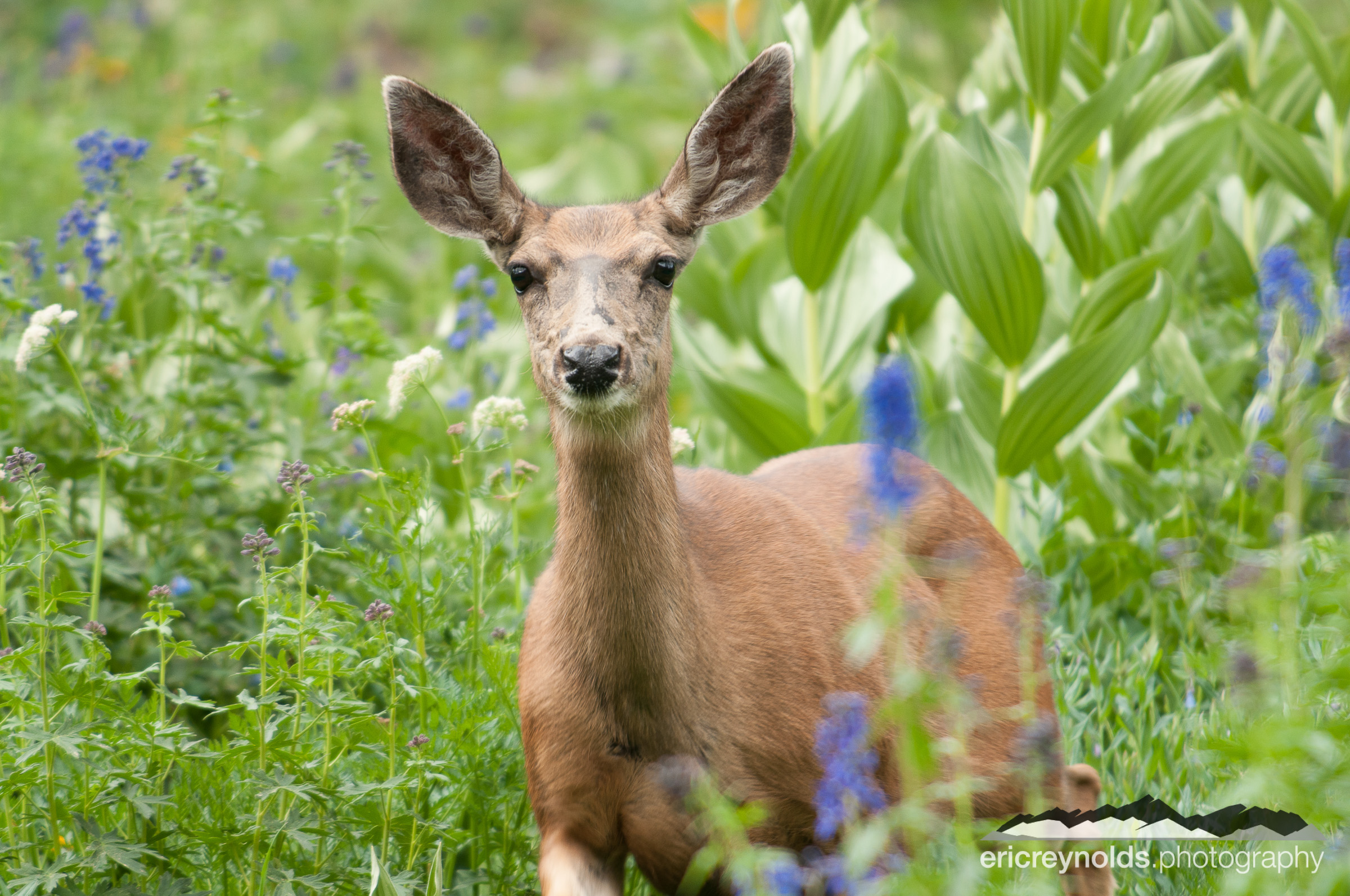 A Yankee Boy Doe by Eric Reynolds - Landscape Photographer