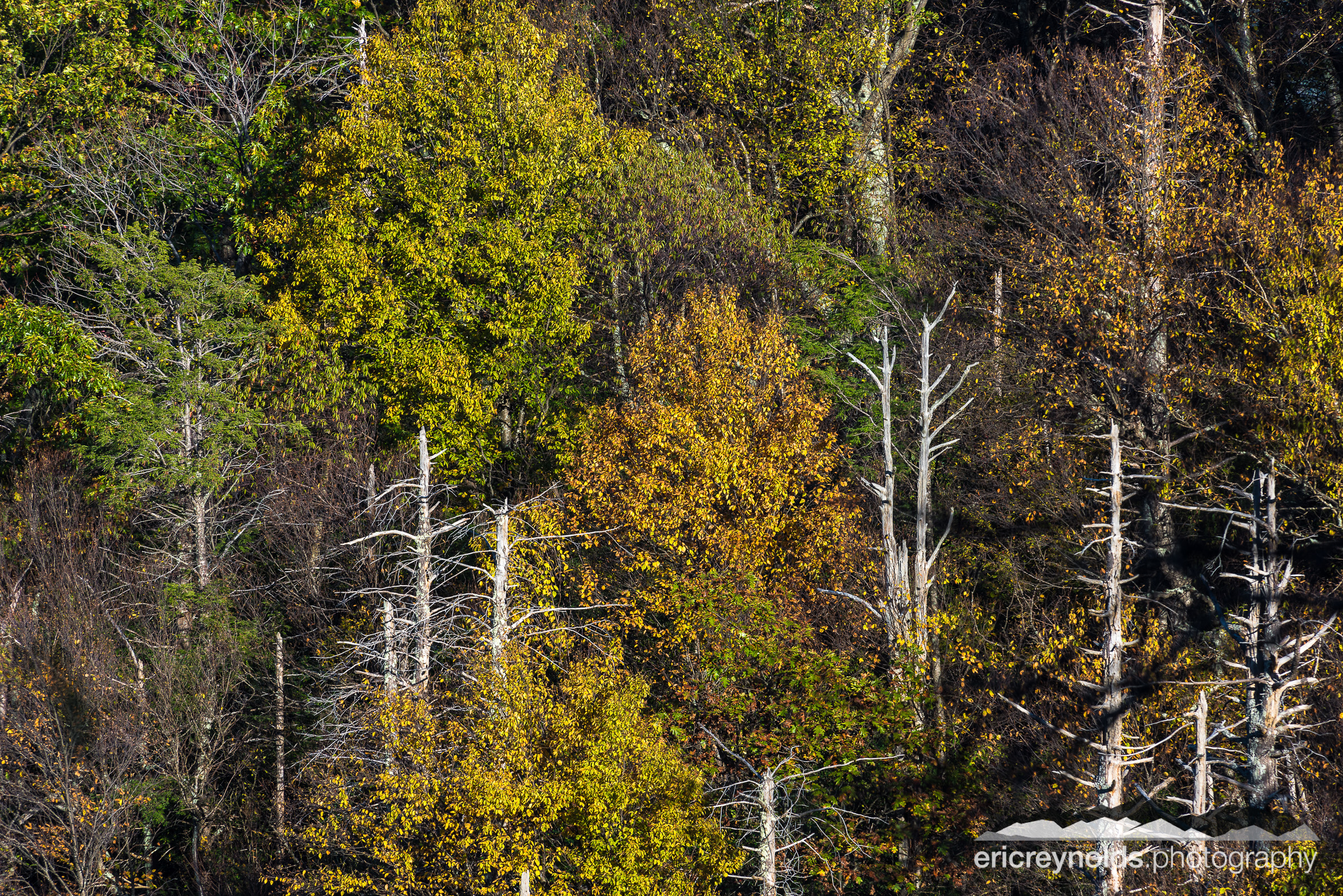 Autumn Trees by Eric Reynolds - Landscape Photographer