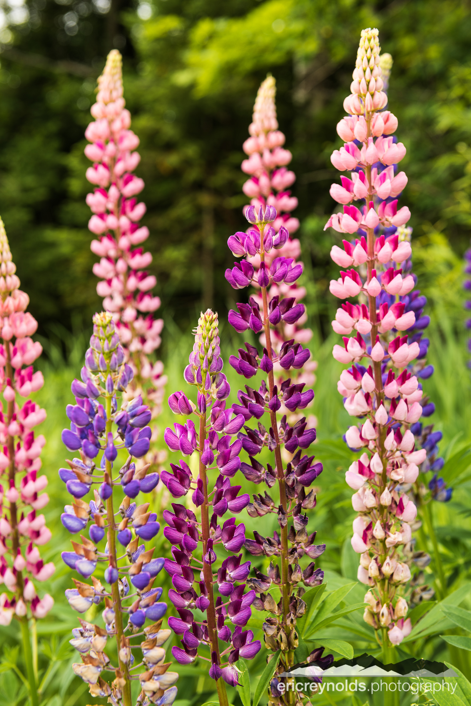 Colorful Lupines by Eric Reynolds - Landscape Photographer