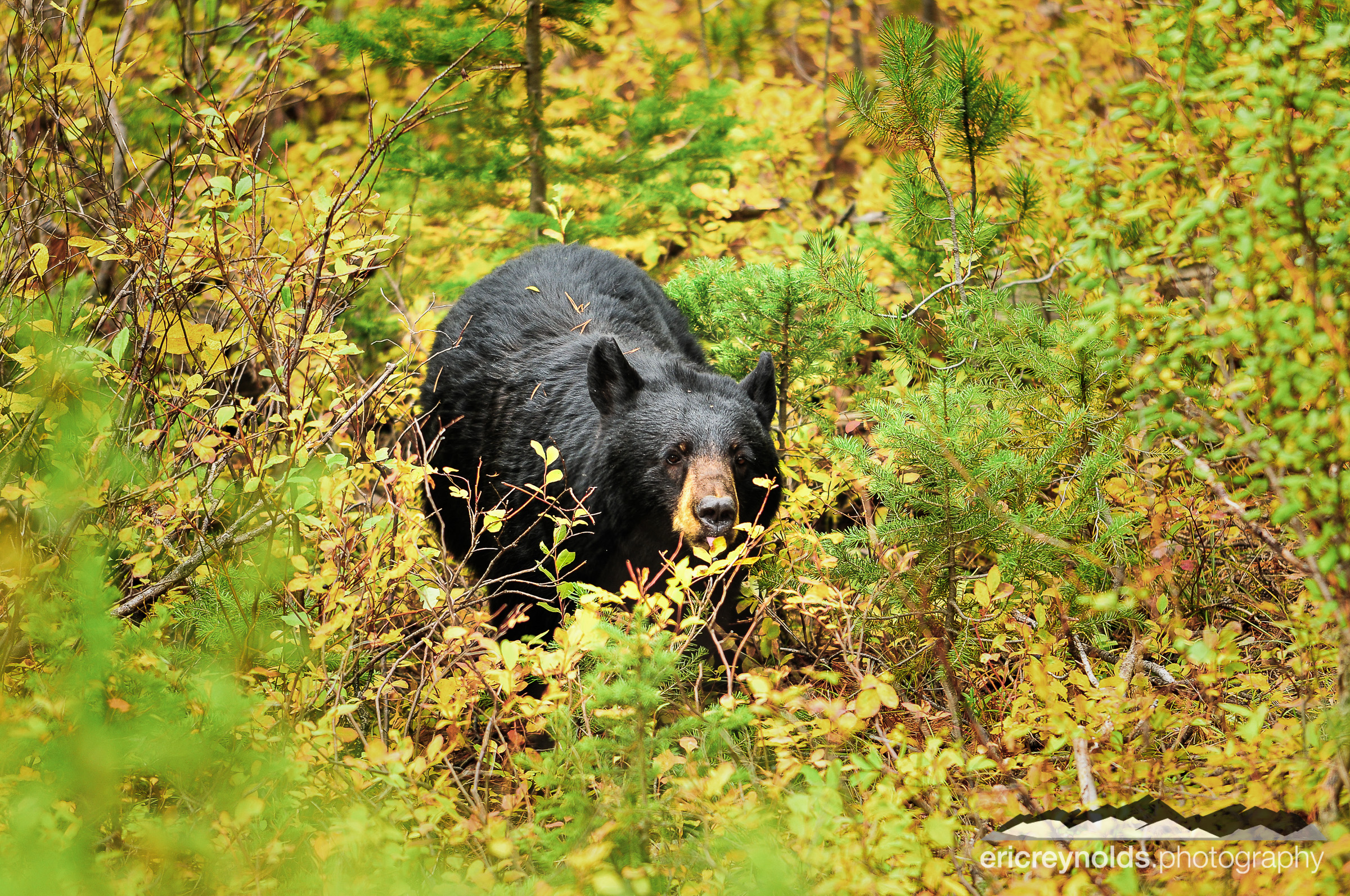 Eating a Berry by Eric Reynolds - Landscape Photographer