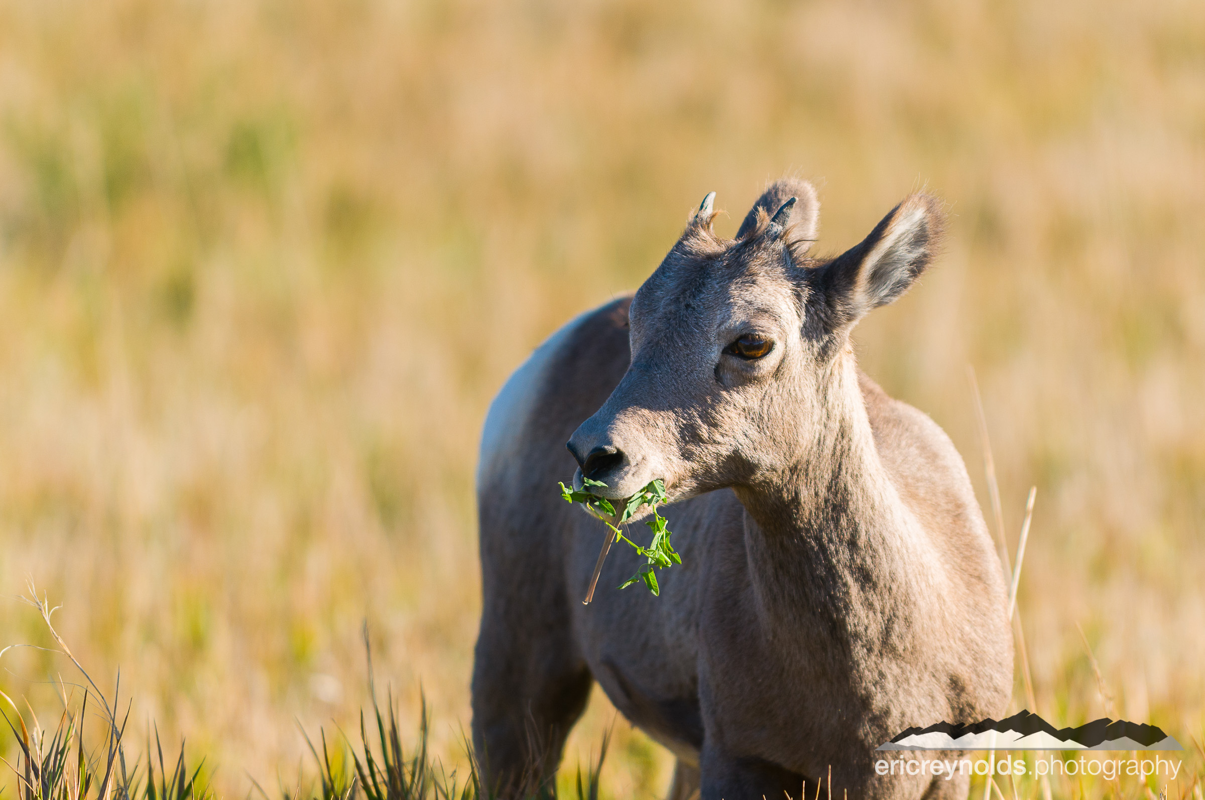 Eating His Greens by Eric Reynolds - Landscape Photographer