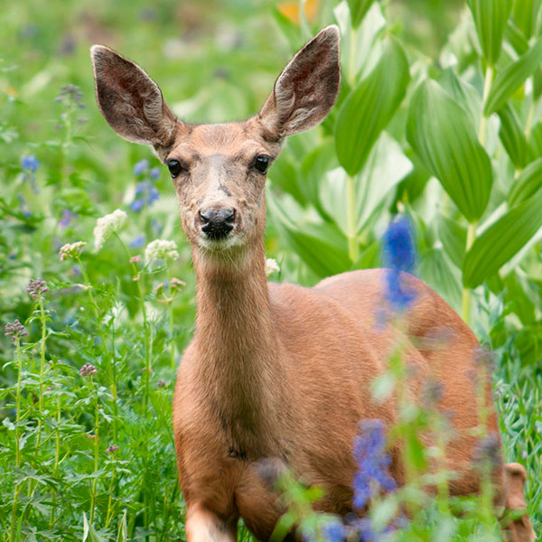 Flora & Fauna Photography by Eric Reynolds - Landscape Photographer