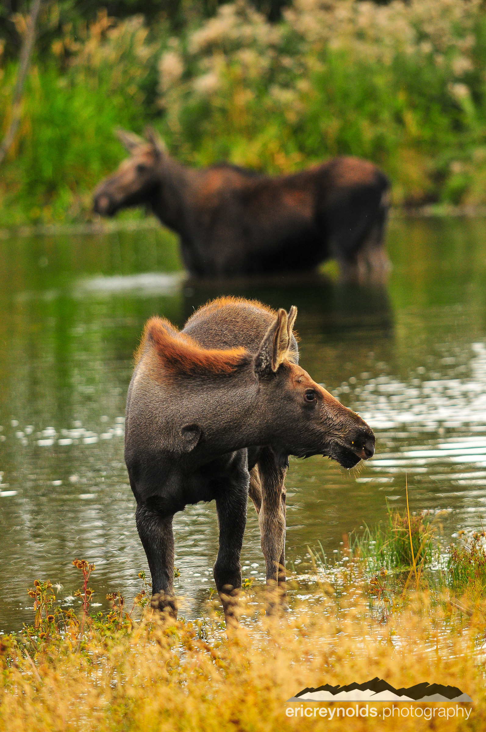 Hanging in the Water by Eric Reynolds - Landscape Photographer