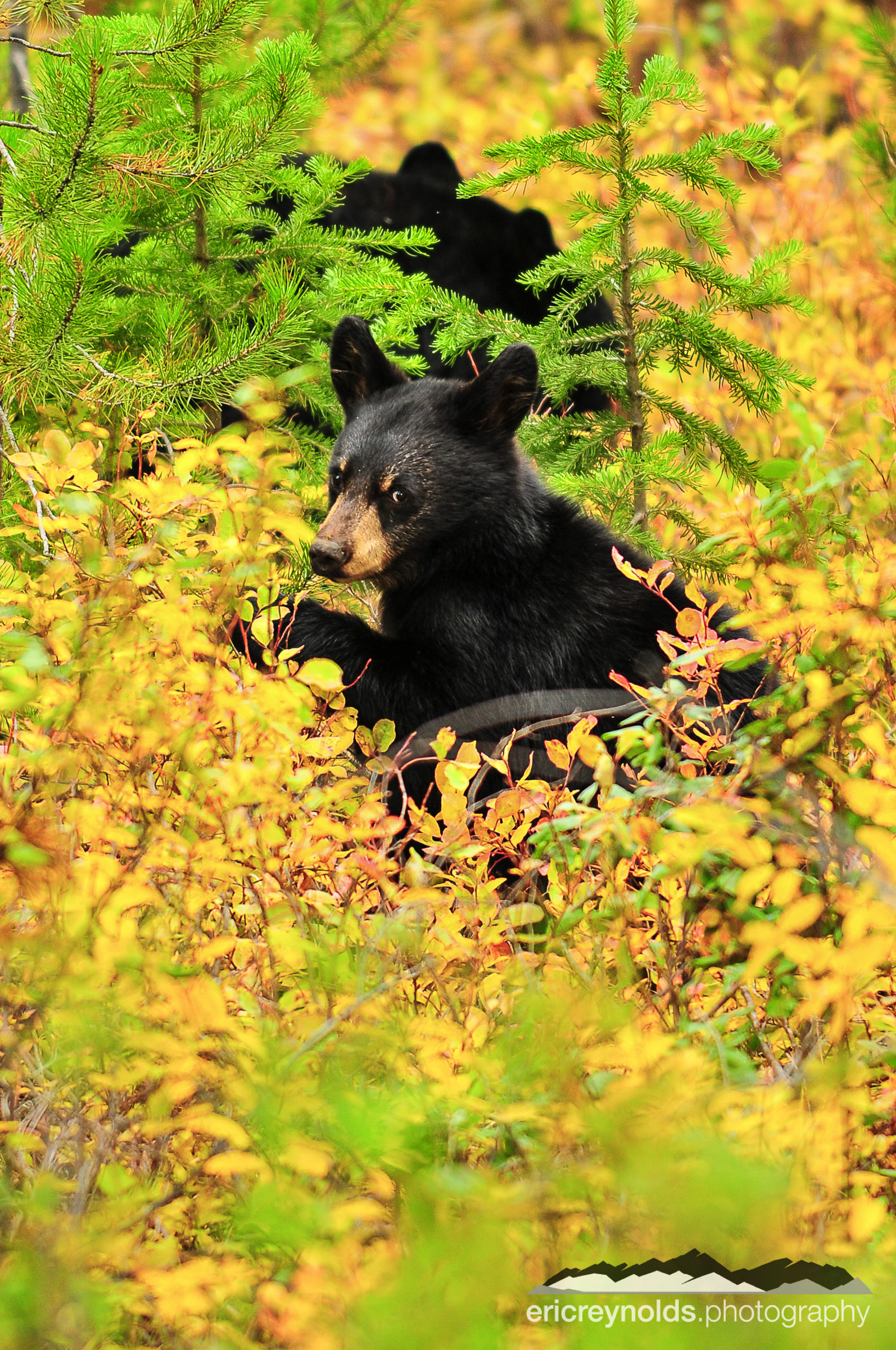 He's Checking You Out by Eric Reynolds - Landscape Photographer