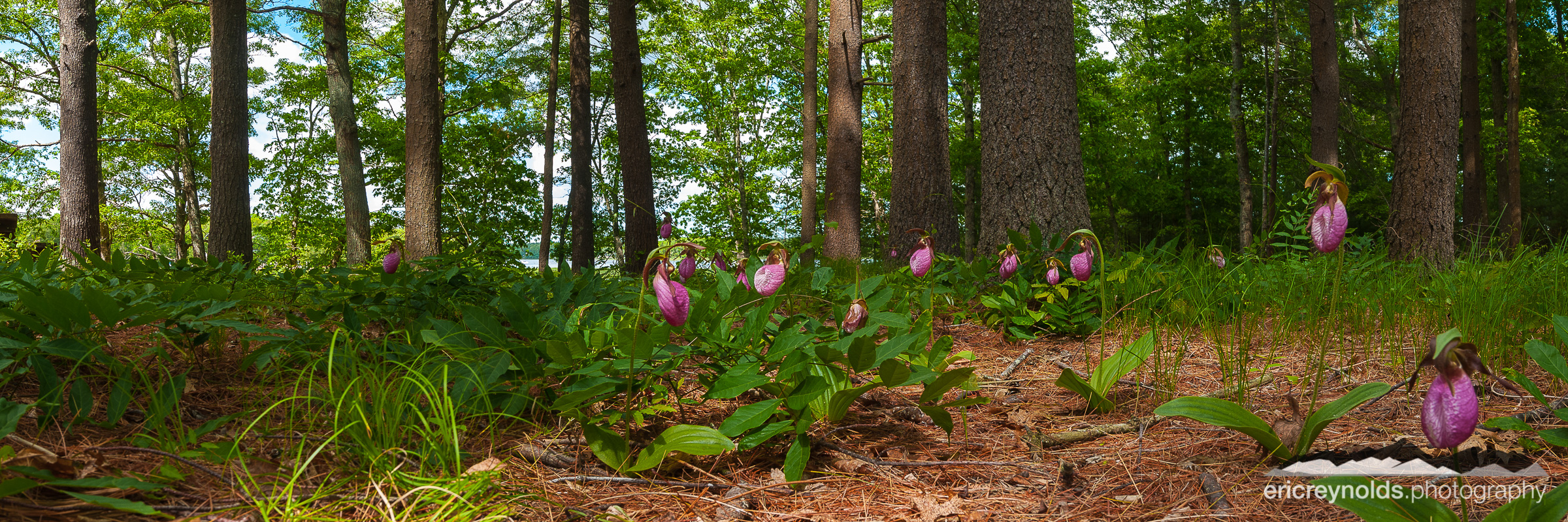 Lady Slippers by Eric Reynolds - Landscape Photographer