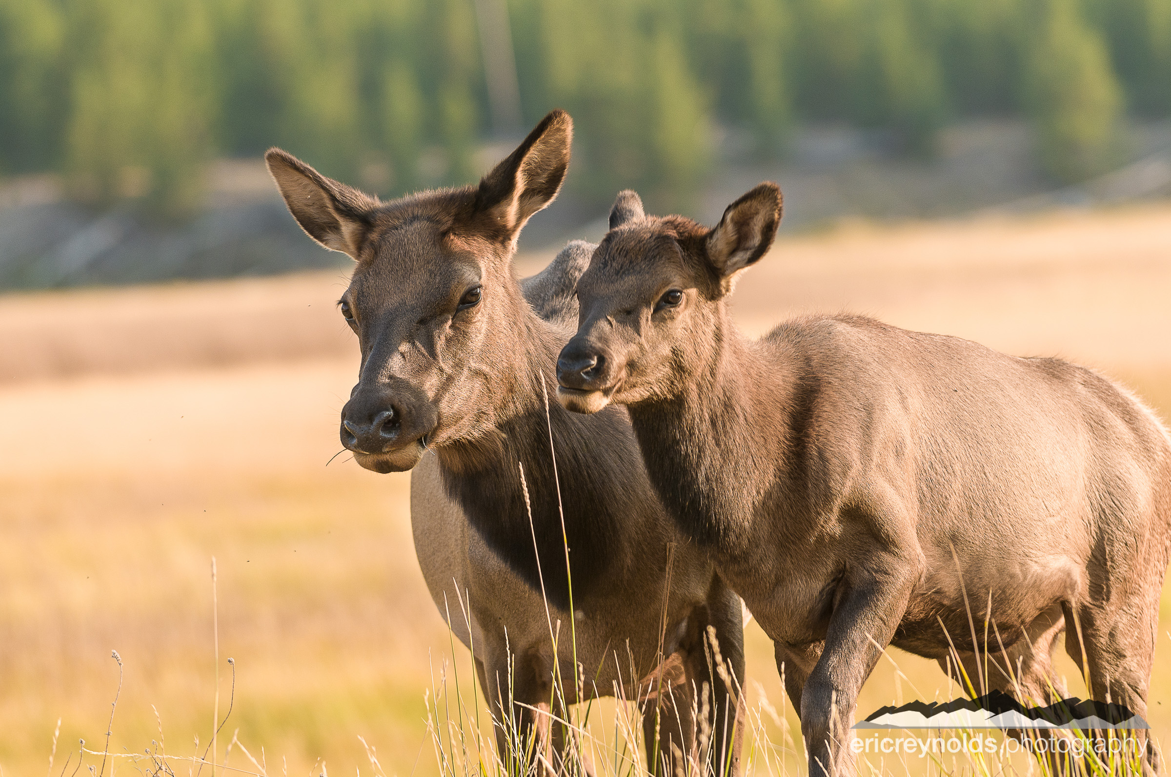 Mommy and Baby by Eric Reynolds - Landscape Photographer