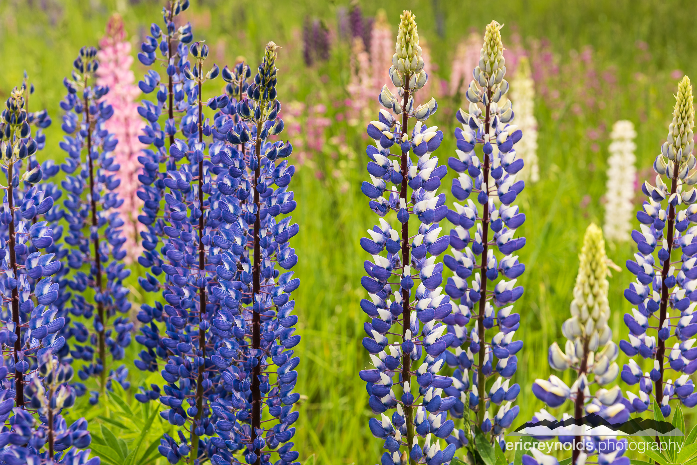 Purple and Blue Lupines by Eric Reynolds - Landscape Photographer