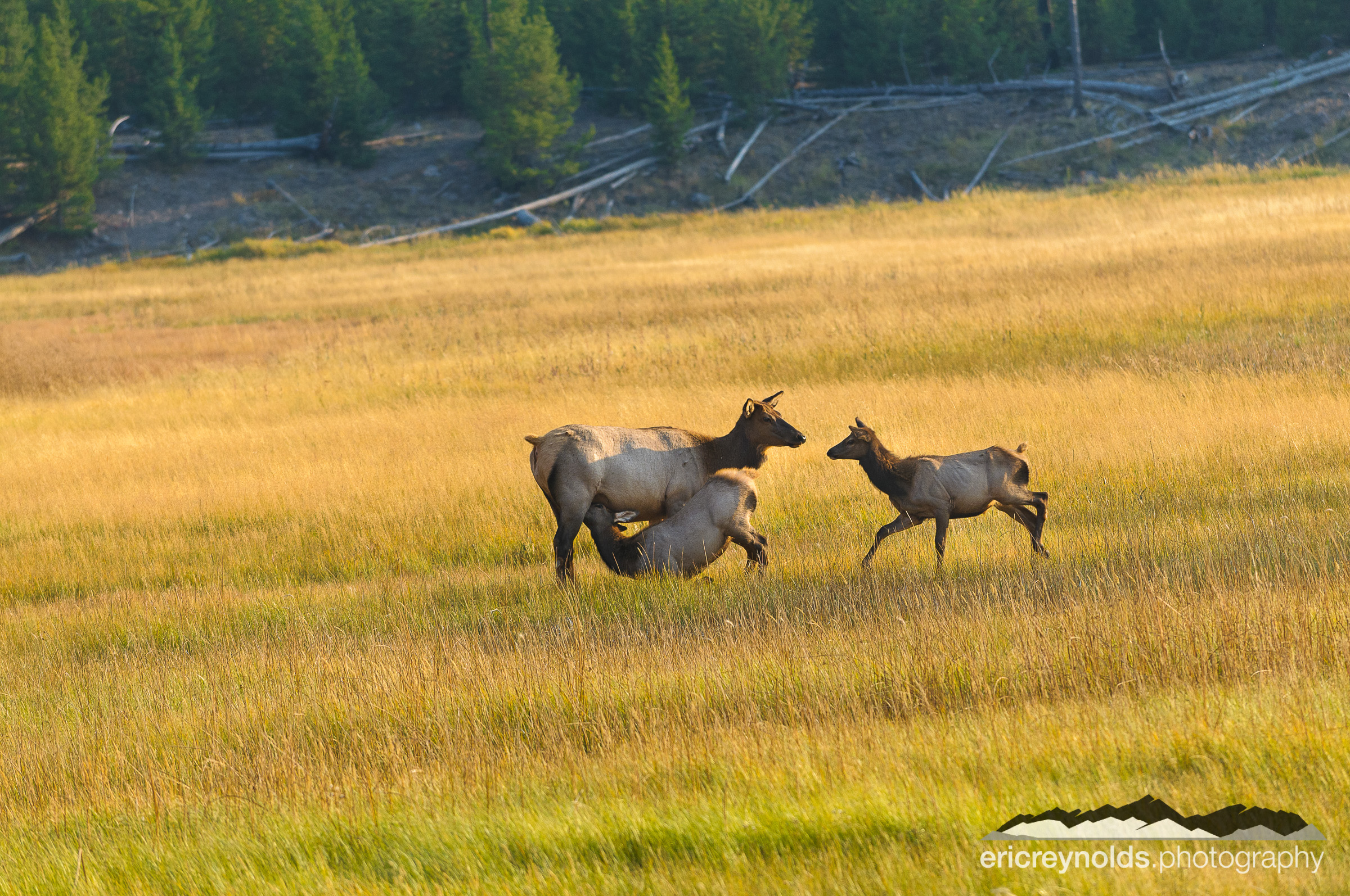 They're Getting Too Big For This by Eric Reynolds - Landscape Photographer