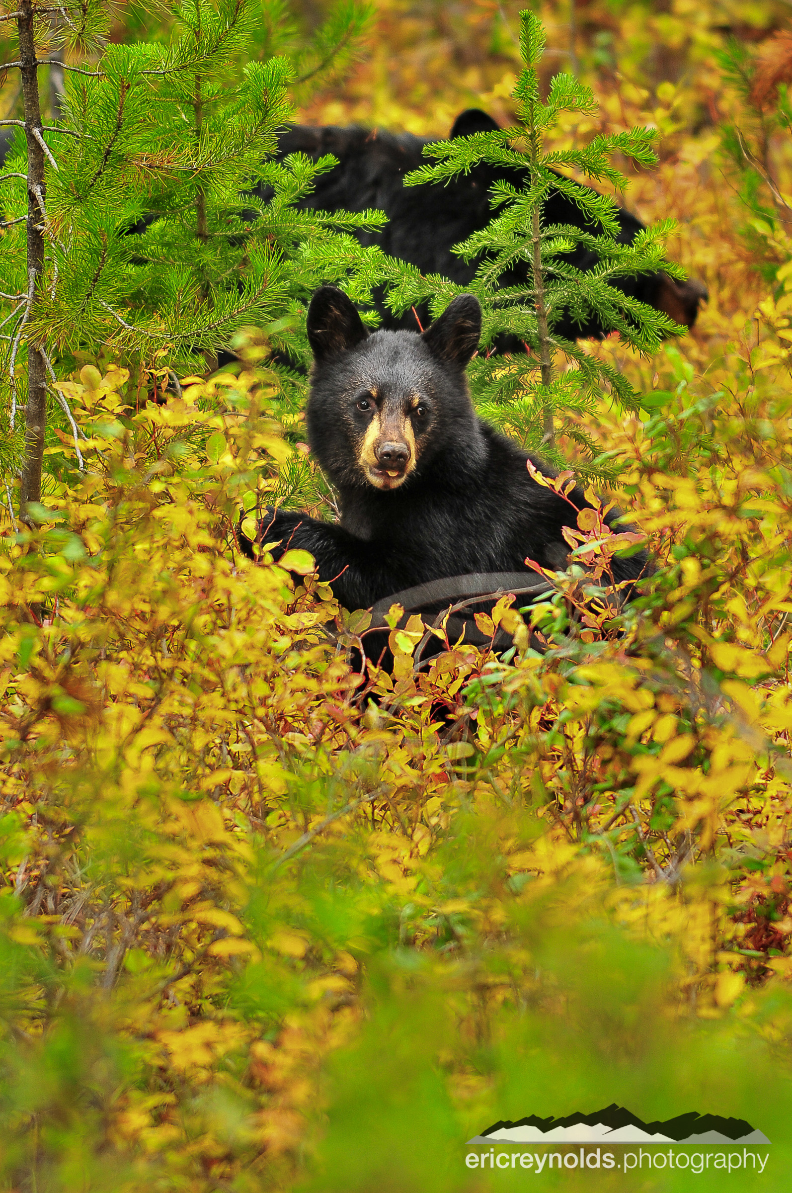 What Are You Eating? by Eric Reynolds - Landscape Photographer