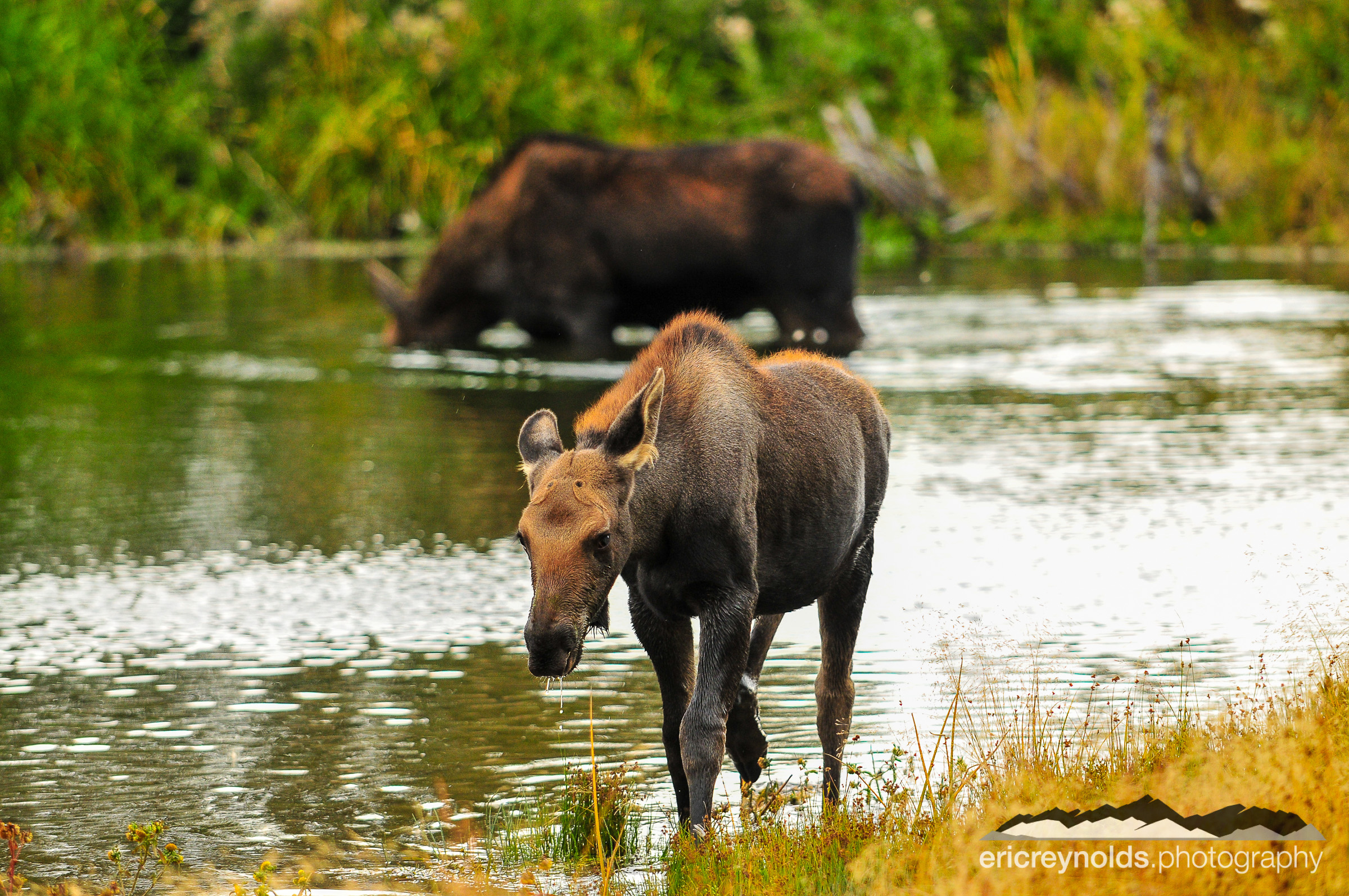 Young Male Moose by Eric Reynolds - Landscape Photographer