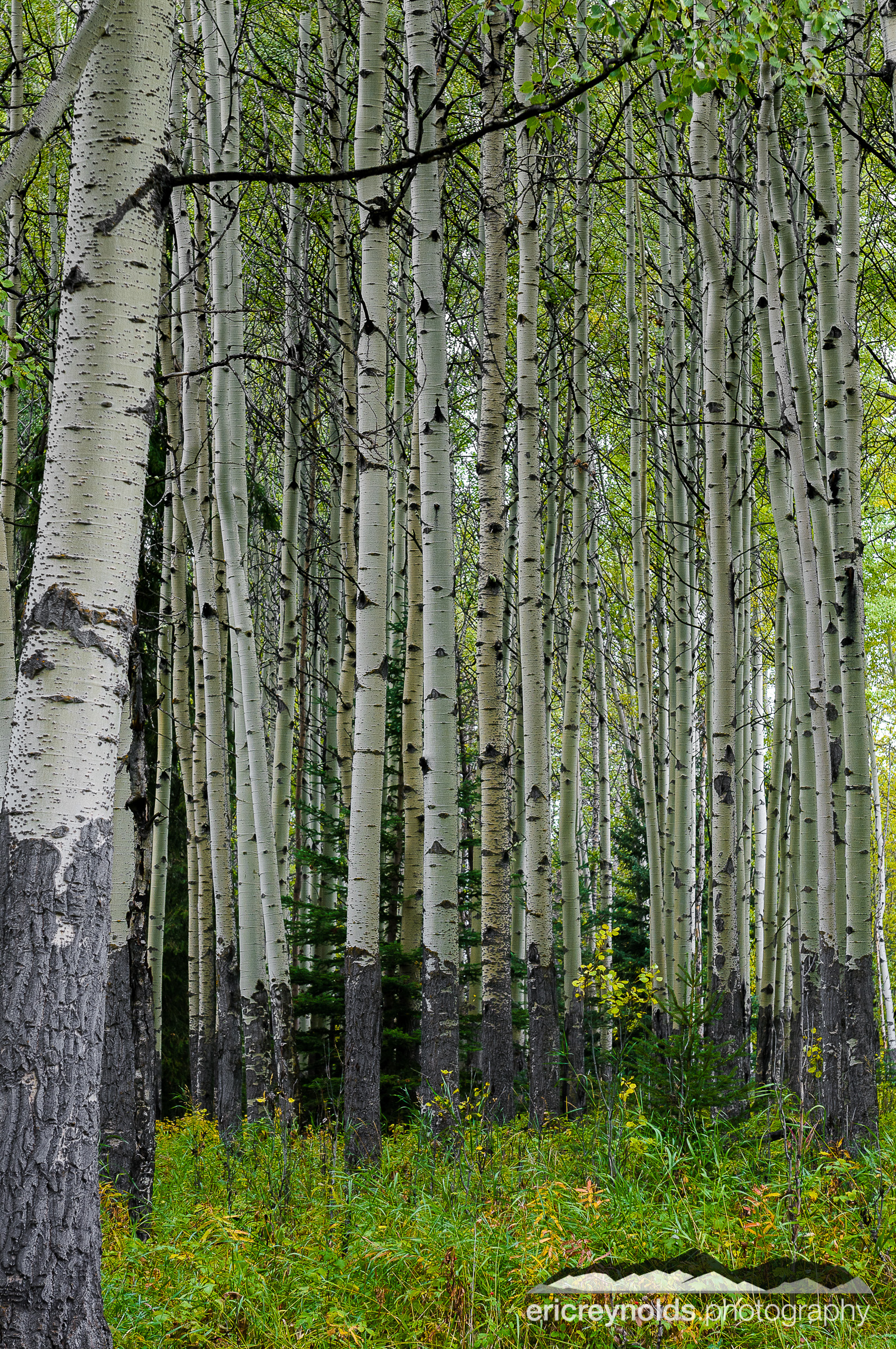 Aspen Grove by Eric Reynolds - Landscape Photographer