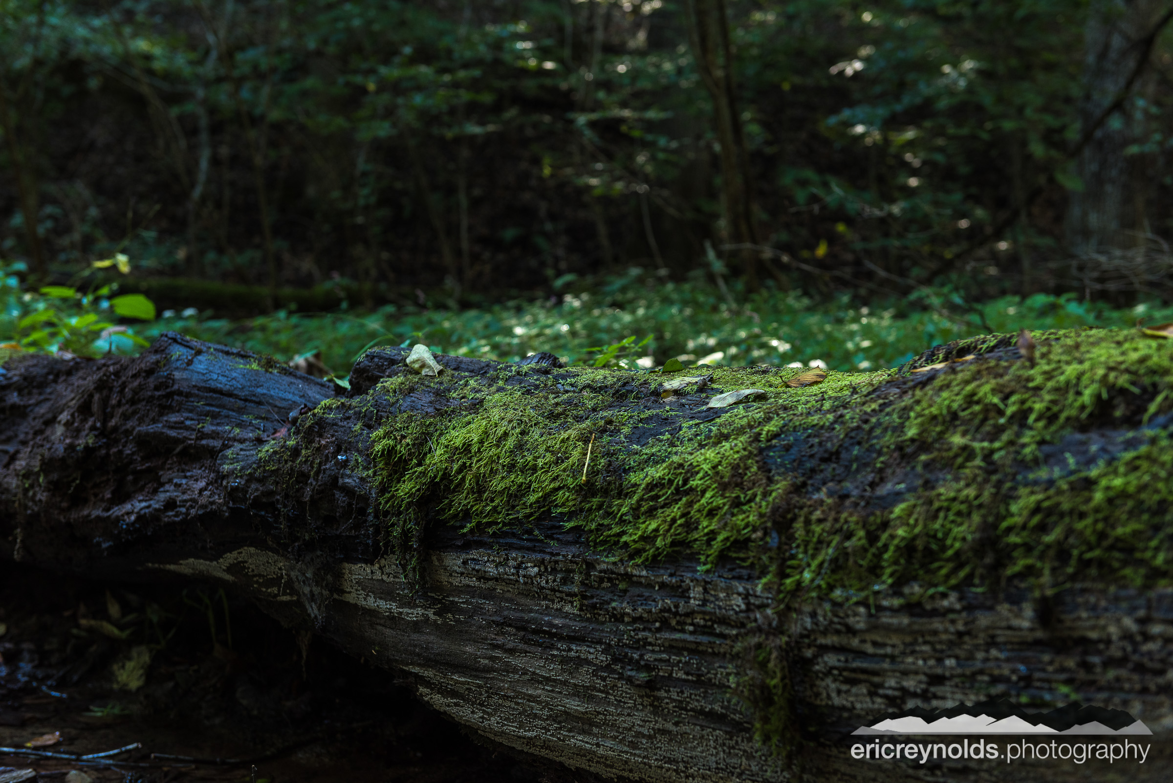 Moss Covered Log by Eric Reynolds - Landscape Photographer