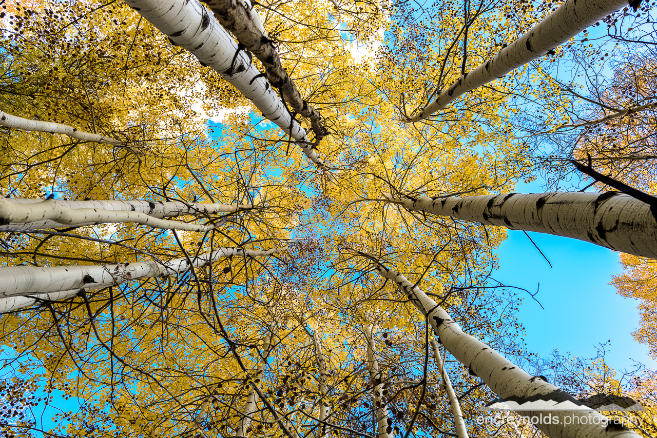 Between The Trees by Eric Reynolds - Landscape Photographer