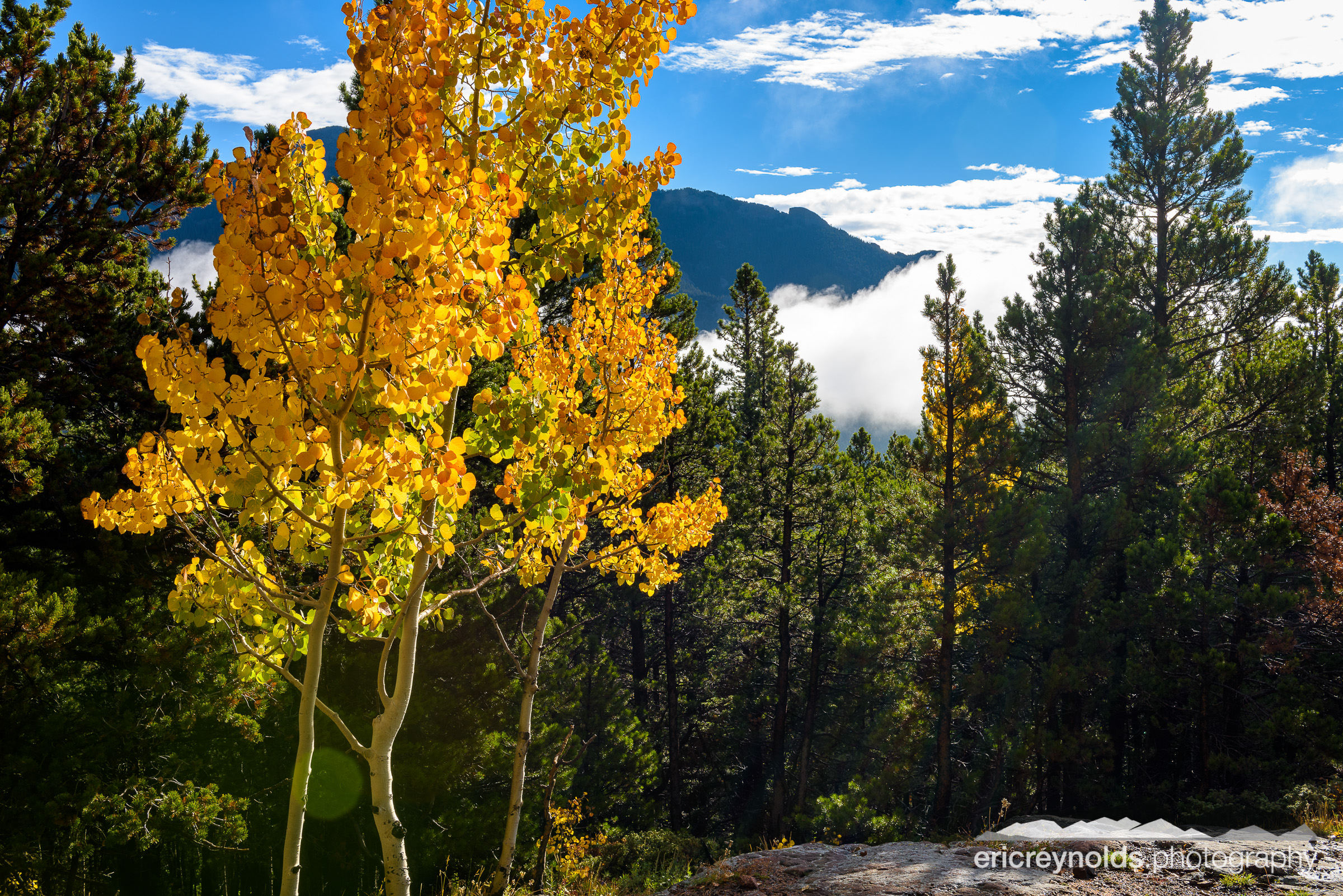 Mountain Aspen by Eric Reynolds - Landscape Photographer