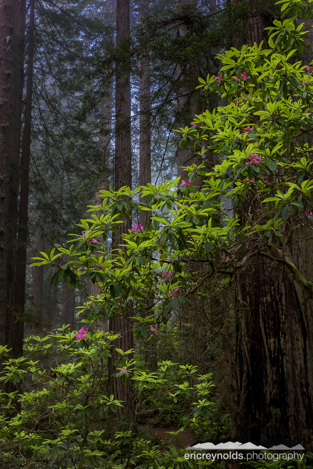 Redwoods and Rhododendron by Eric Reynolds - Landscape Photographer