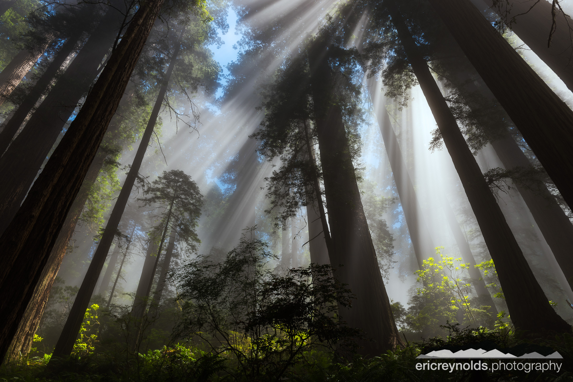 Redwood Majesty by Eric Reynolds - Landscape Photographer
