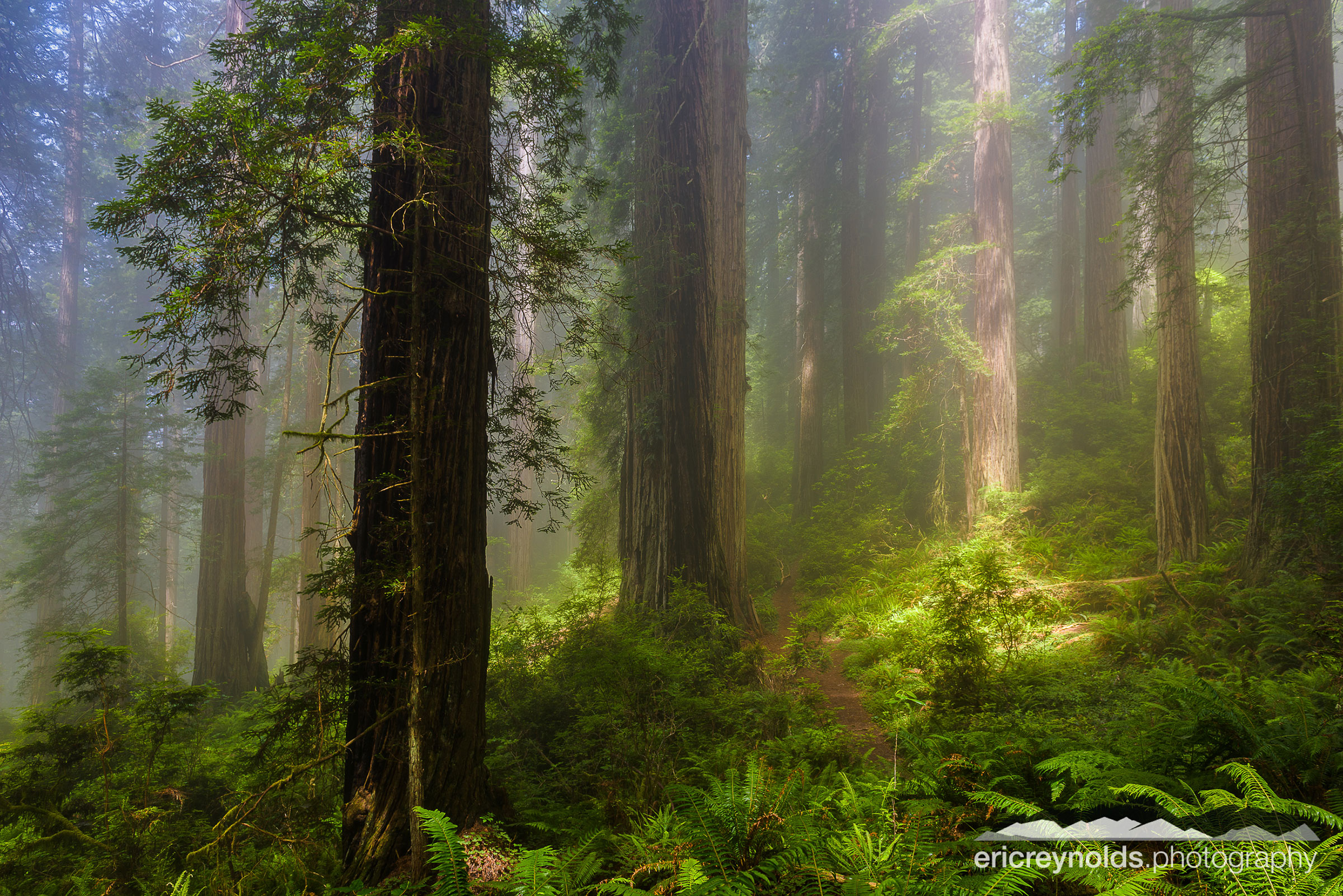 Softly Lit Trees by Eric Reynolds - Landscape Photographer