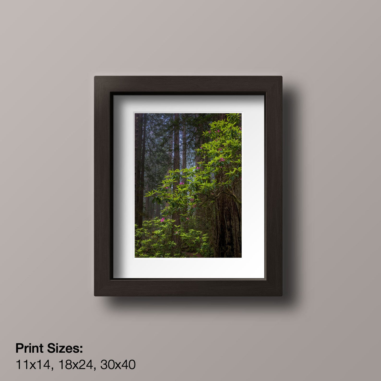 Redwoods and Rhododendron by Eric Reynolds - Landscape Photographer