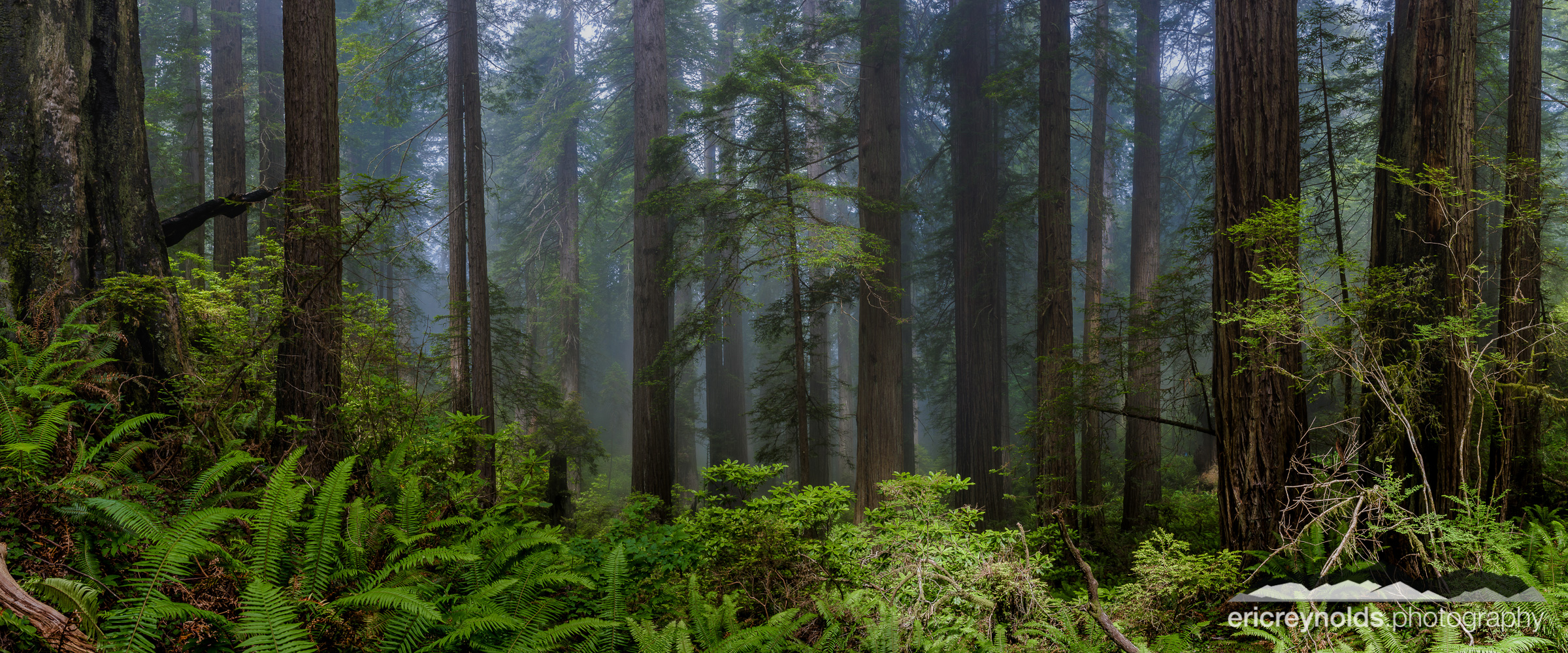 Redwoods in the Mist by Eric Reynolds - Landscape Photographer