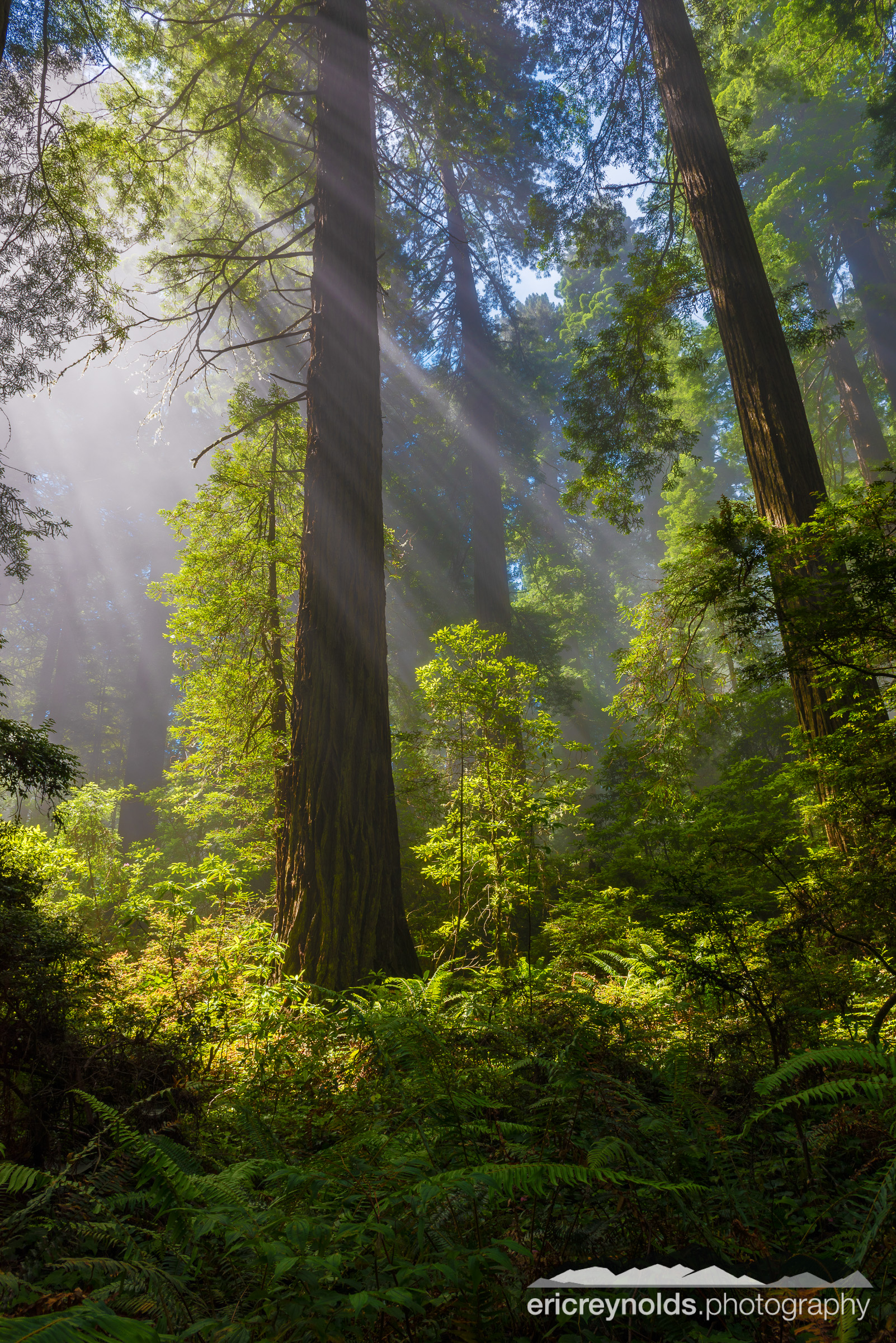 Sunbeams in the Redwoods by Eric Reynolds - Landscape Photographer