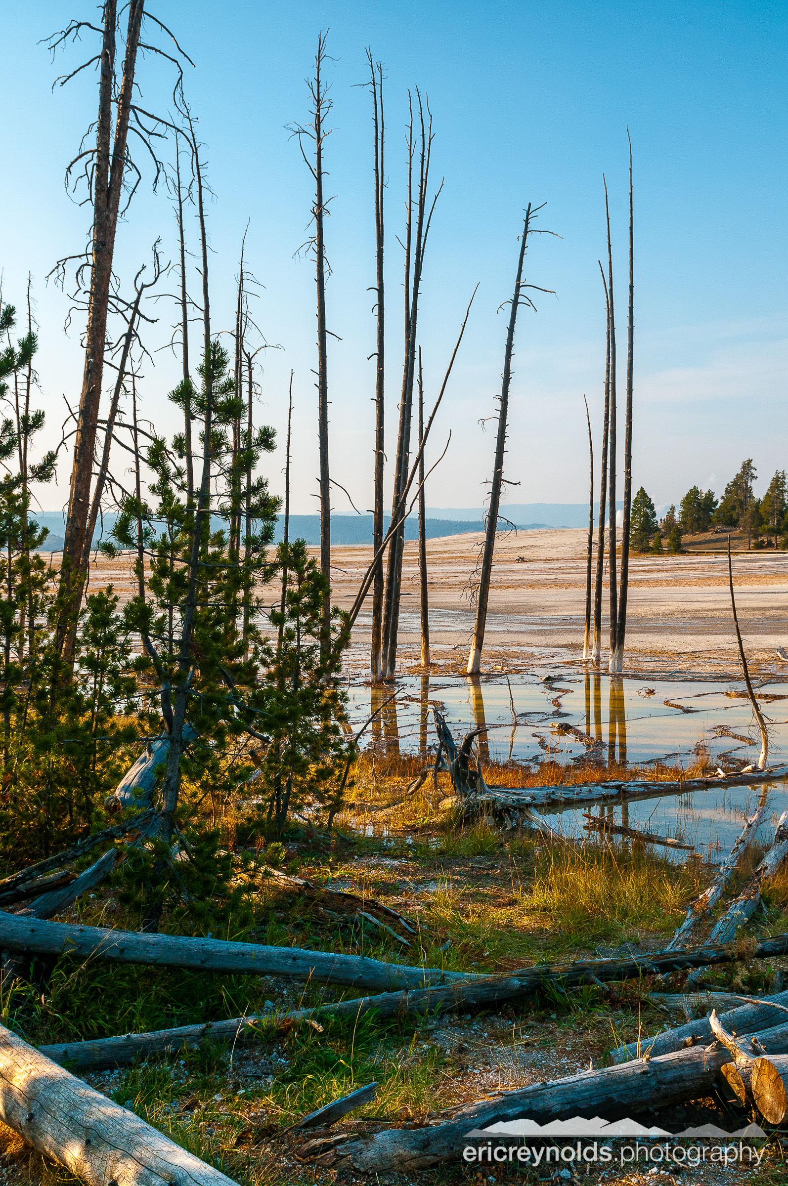 Bobby Sock Trees by Eric Reynolds - Landscape Photographer